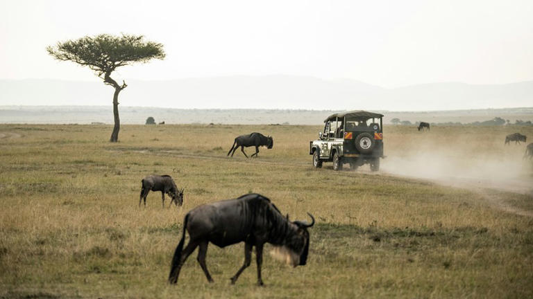 3 reasons to ditch a solo drive and go on a guided safari