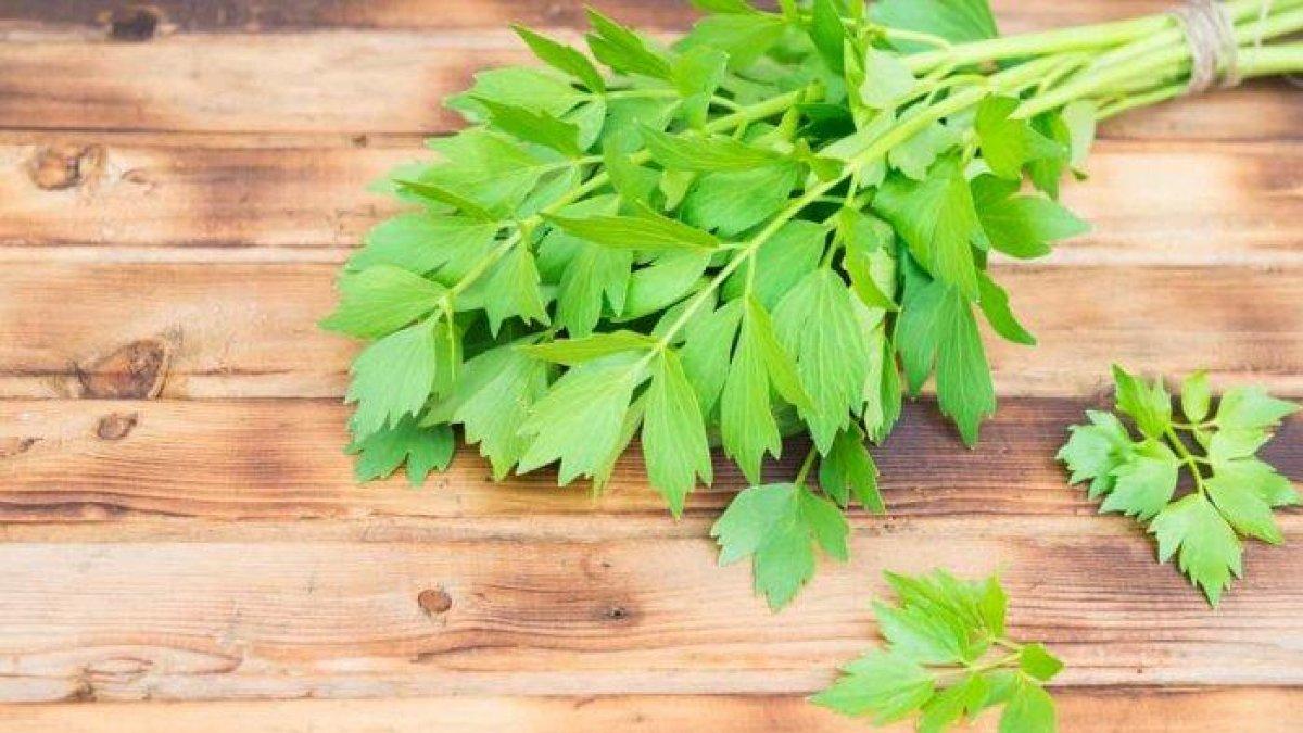 5 obat herbal untuk mengobati stroke seledri,sembung,teh hijau,dijamin manjur