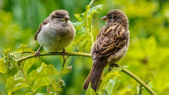 World Sparrow Day 2024: Date, history, significance and everything that ...