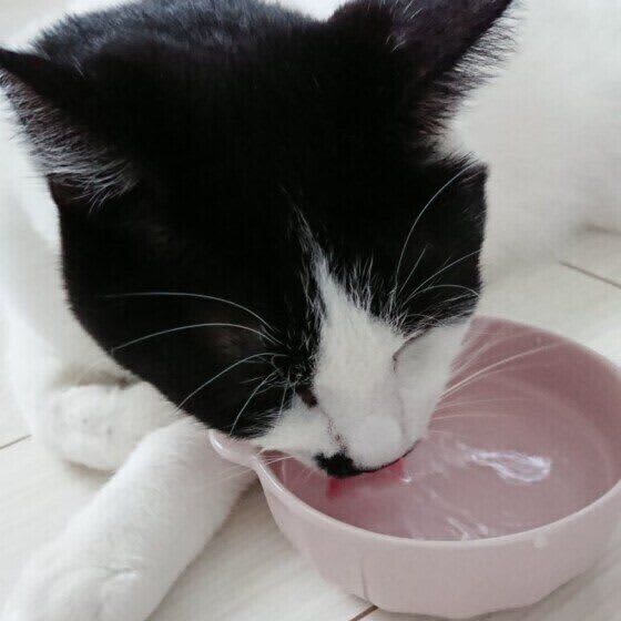 湯舟のお湯を飲みたがる猫、与えてok? 猫の飲み水に関する素朴な疑問