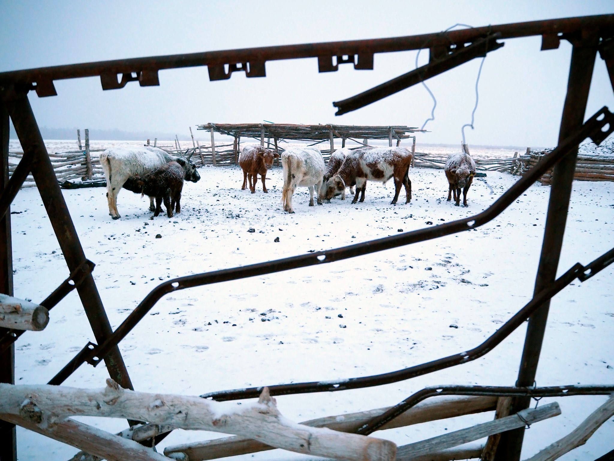 mongolei: millionen herdentiere sterben im extremwinter