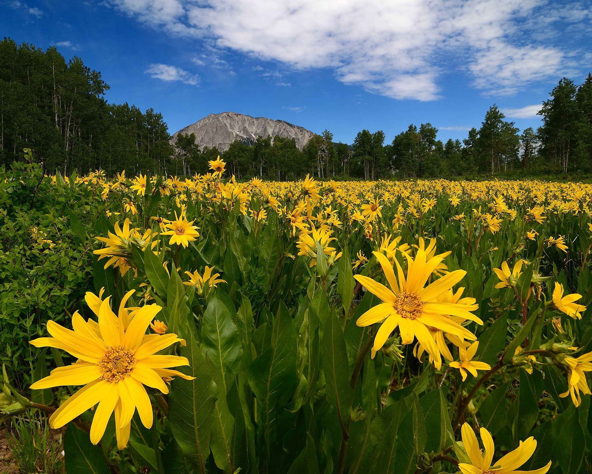 The Best Places in America to Peep Gorgeous Wildflowers This Spring