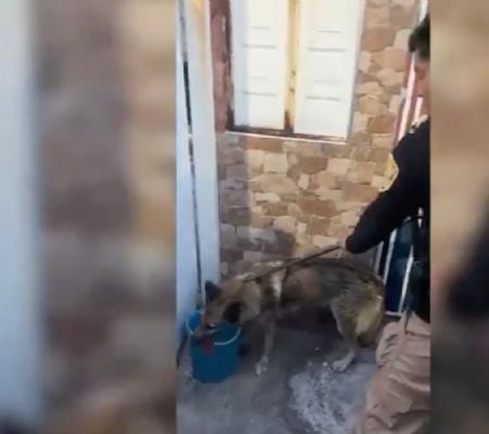 lobo escapa del zoológico de aragón y deambula por las calles; vecinos ayudan a capturarlo