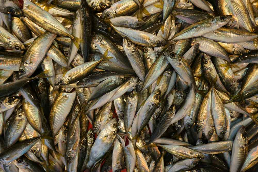 mengenal elver, ikan termahal yang harganya capai rp30 juta