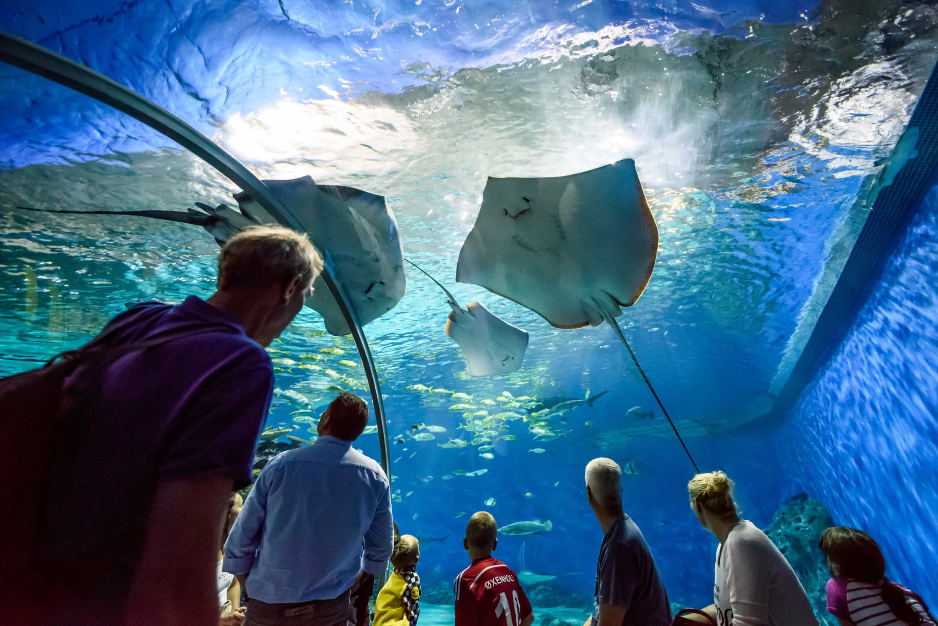 <p>L'Aquarium national du Danemark est le plus grand aquarium d'Europe du Nord. Il est connu sous le nom de Den Blå Planet, que l'on peut traduire par "Planète bleue". Cinq sections principales représentant cinq habitats différents, divisées en 53 expositions, émerveillent les visiteurs par la richesse de leur vie marine. L'une des attractions favorites est l'étonnant Ocean Tank (photo), où requins et raies semblent planer au-dessus de la tête des visiteurs.</p><p>Tu pourrais aussi aimer:<a href="https://www.starsinsider.com/n/406684?utm_source=msn.com&utm_medium=display&utm_campaign=referral_description&utm_content=472310v3"> À 50 ans, ces célébrités sont à tomber!</a></p>
