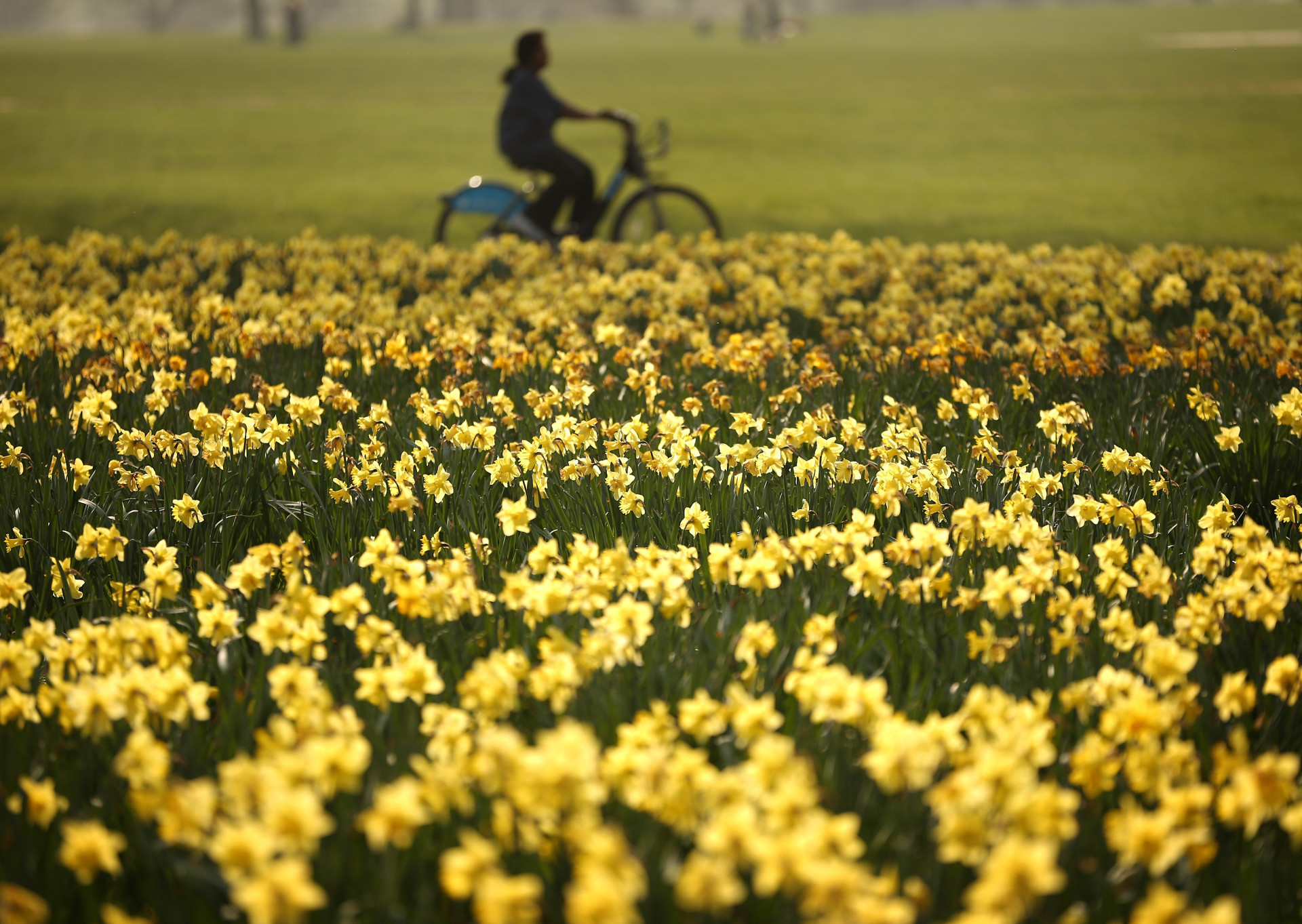 <p>There is nothing better than spotting the early signs of spring. In this gallery, take a look at the UK's top parks, gardens, and woodlands to see the blossom this spring.</p><p>You may also like:<a href="https://www.starsinsider.com/n/182220?utm_source=msn.com&utm_medium=display&utm_campaign=referral_description&utm_content=344596v2en-us"> The Empire State Building: beautiful pics and interesting facts</a></p>