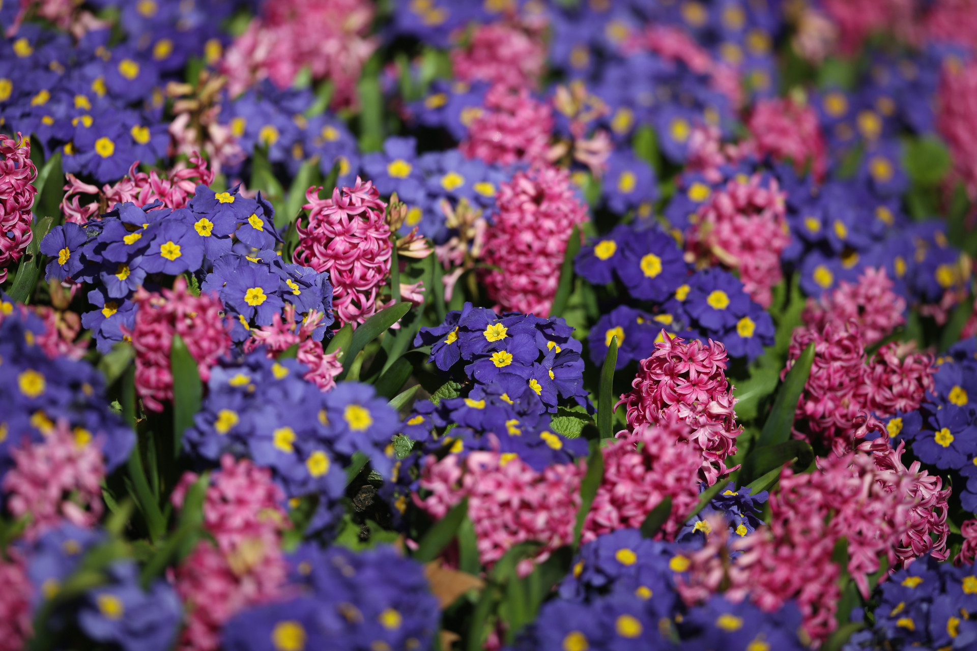 A variety of colourful flowers can be seen blooming at St James' Park in London.