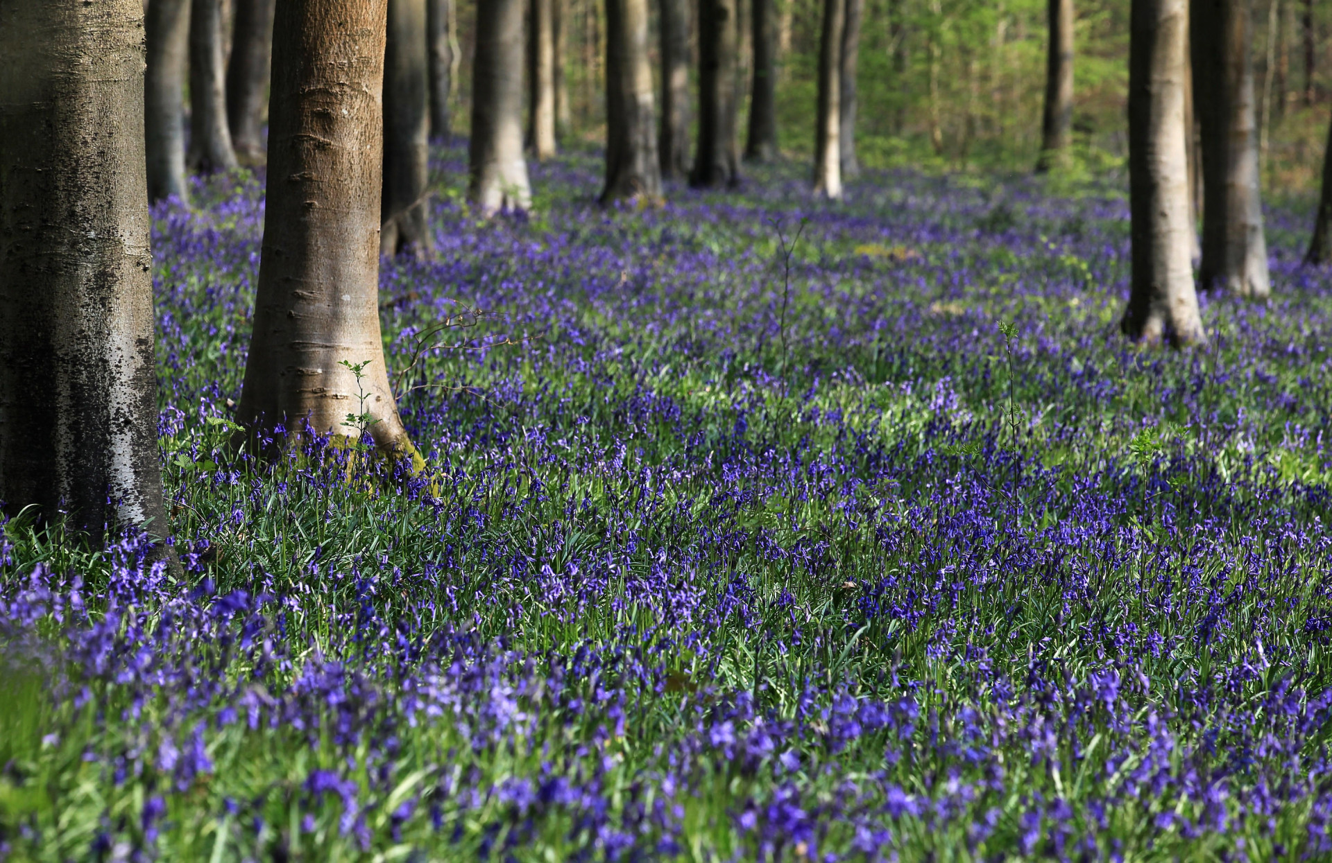 Bluebells begin to bloom in West Woods near Marlborough in Wiltshire.<p>You may also like:<a href="https://www.starsinsider.com/n/452908?utm_source=msn.com&utm_medium=display&utm_campaign=referral_description&utm_content=344596v2en-us"> Ridiculous jobs celebs hired people to do for them</a></p>