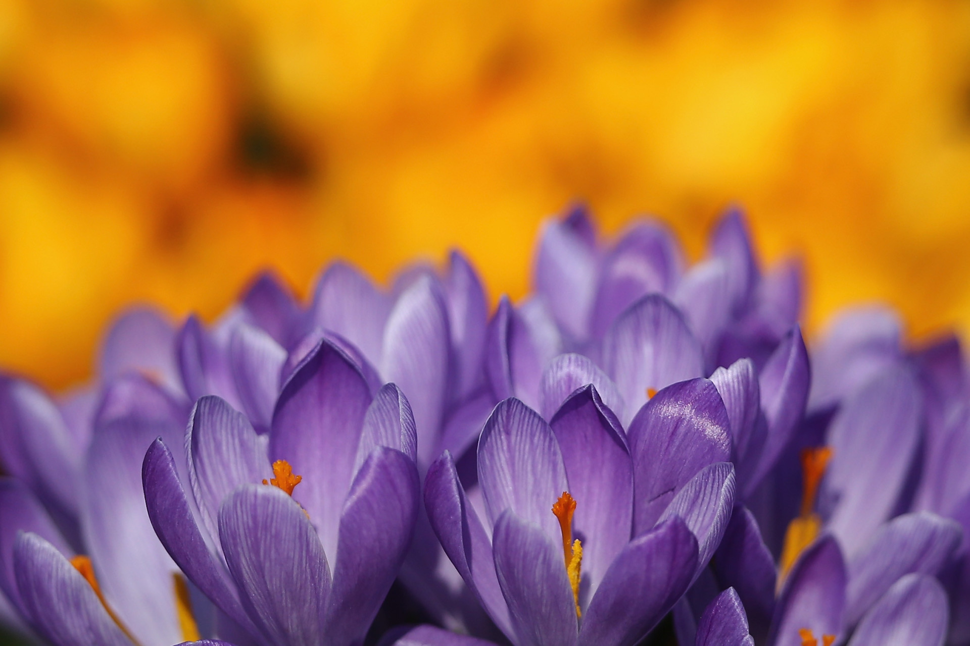 Crocuses bloom as spring arrives in Hyde Park.<p><a href="https://www.msn.com/en-us/community/channel/vid-7xx8mnucu55yw63we9va2gwr7uihbxwc68fxqp25x6tg4ftibpra?cvid=94631541bc0f4f89bfd59158d696ad7e">Follow us and access great exclusive content every day</a></p>
