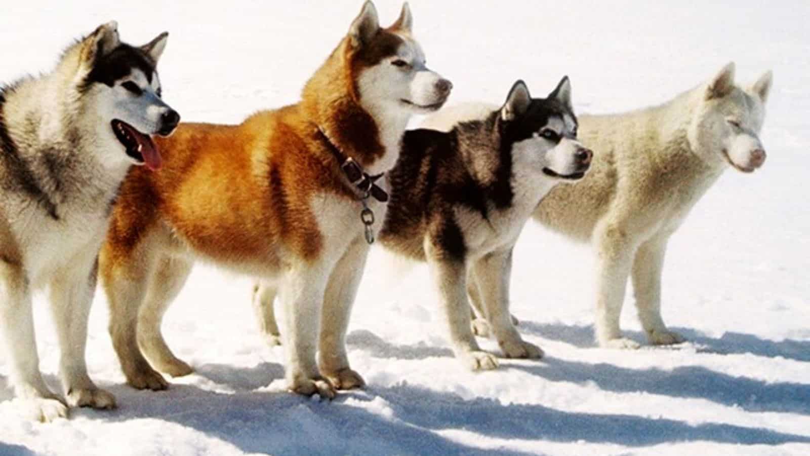 <p><span>Based on a true story, “Eight Below” showcases the survival story of eight </span><a href="https://savvyolu.com/dog-breeds-with-the-most-timeless-popularity/"><span>sled dogs</span></a><span> left behind in Antarctica and their owner’s attempts to rescue them. The film highlights dogs’ intelligence, resilience, and loyalty, creating an emotional and captivating viewing experience. It’s a testament to dogs’ strength and spirit, making it a compelling watch with your pet.</span></p>