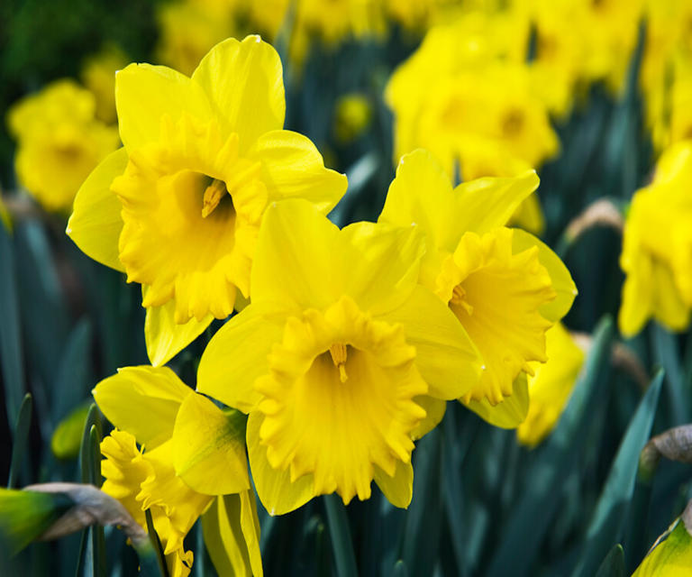 How To Deadhead Daffodils – Plus When And Why To Do It