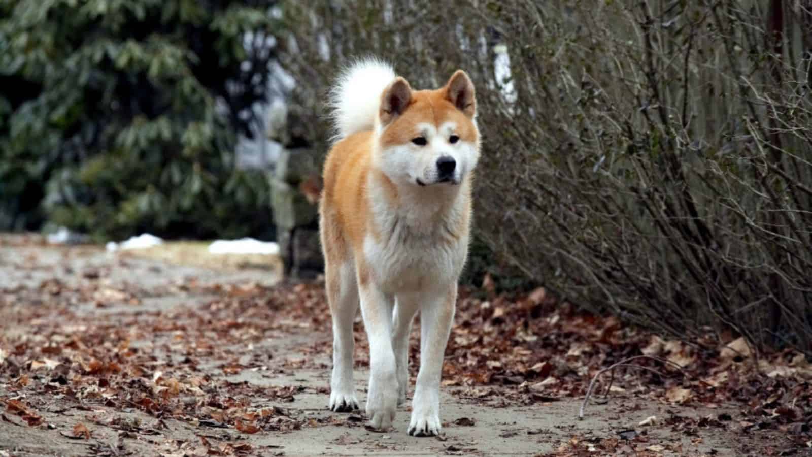 <p><span>Inspired by a true story, “Hachi: A Dog’s Tale” is a tearjerker that explores a dog’s loyalty to its owner, even after the owner’s death. It’s a poignant reminder of dogs’ depth of love and loyalty. This film will deeply touch dog owners, reinforcing their special bond with their pets.</span></p>