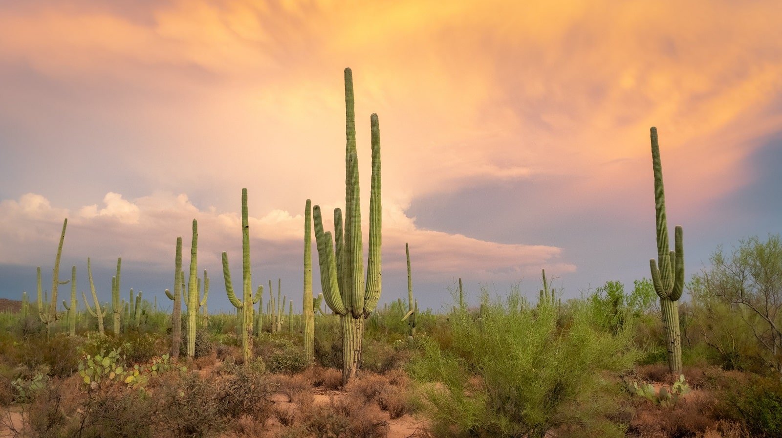 <p><span>The Sonoran Desert in Arizona presents a unique eco-friendly travel experience, showcasing the beauty and resilience of desert ecosystems. This region, characterized by its iconic saguaro cacti and diverse wildlife, offers a window into the adaptations necessary for life in an arid environment.</span></p> <p><span>Visiting conservation areas like the Saguaro National Park, you can explore the desert landscape through guided walks and educational programs. The region’s commitment to preserving its natural and cultural heritage is evident in its numerous conservation initiatives and the emphasis on sustainable tourism practices.</span></p> <p><b>Insider’s Tip: </b><span>Visit the Arizona-Sonora Desert Museum for an in-depth look at the desert’s ecology and conservation. </span></p> <p><b>How to Get There: </b><span>Fly into Tucson International Airport or Phoenix Sky Harbor International Airport. </span></p> <p><b>When to Travel: </b><span>Late fall to early spring for cooler temperatures and comfortable exploration.</span></p>