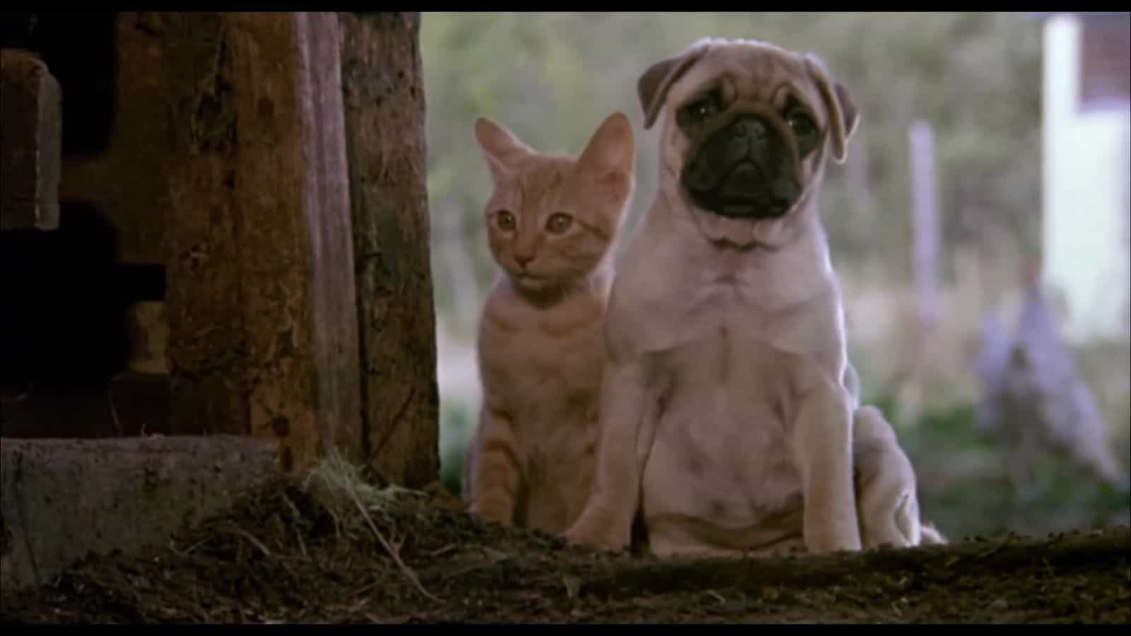 <p><span>This charming film follows the adventures of a curious kitten, Milo, and his pug friend, Otis. Told with minimal human dialogue, it allows the animal characters to take center stage. Milo and Otis’s friendship mirrors the relationships pets have with each other, making it a warm film to enjoy with your dog by your side.</span></p>