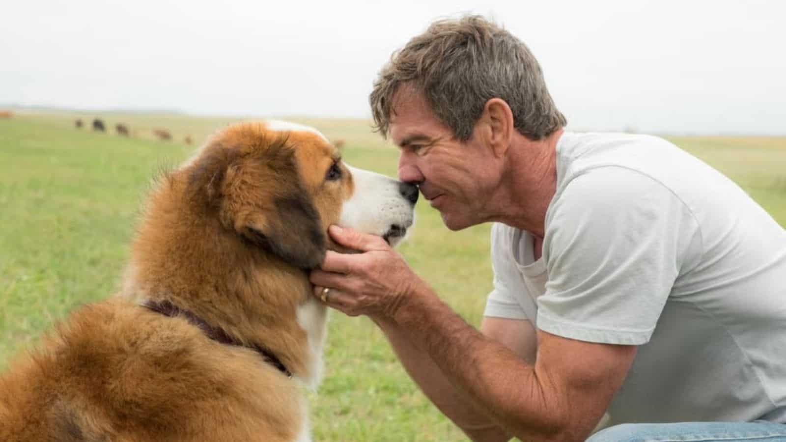 <p><span>“A Dog’s Purpose” explores the many lives of a dog named Bailey, reincarnated as different breeds with various owners. This movie beautifully illustrates how dogs come into our lives to teach us about love, loss, and laughter. Sharing this touching story with your pet reinforces the belief in the unbreakable bond between a dog and its owner.</span></p>