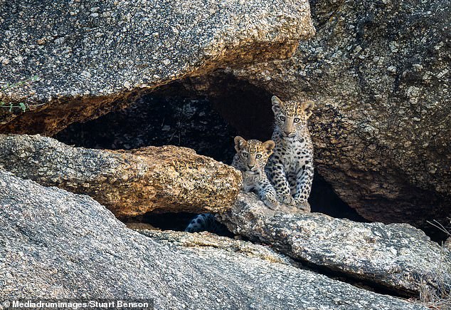 can you spot the hidden leopard? you'll need 20/20 vision to locate the lurking predator in this mind-boggling optical illusion