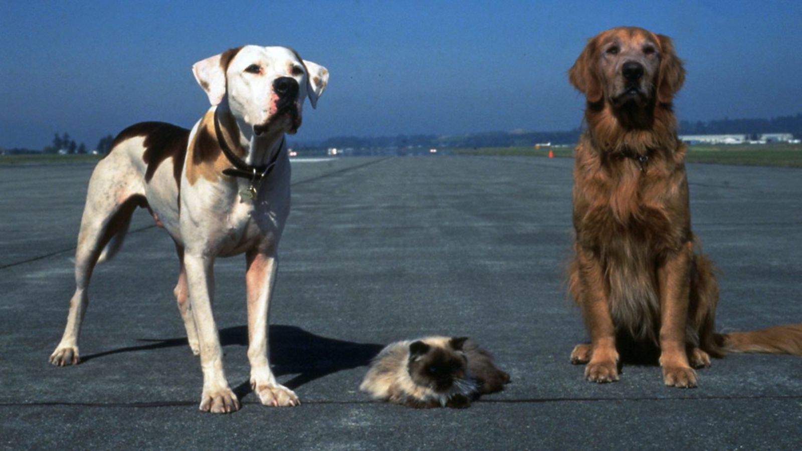 <p><span>The sequel to Homeward Bound follows the original trio as they find themselves lost in San Francisco. It’s another thrilling adventure that highlights the themes of friendship, loyalty, and courage. The camaraderie and determination of the pets in </span><a href="https://savvyolu.com/classic-movies-that-you-should-watch-on-your-next-movie-night/"><span>this film</span></a><span> will surely resonate with you and your pet as you enjoy this heartwarming tale together.</span></p>