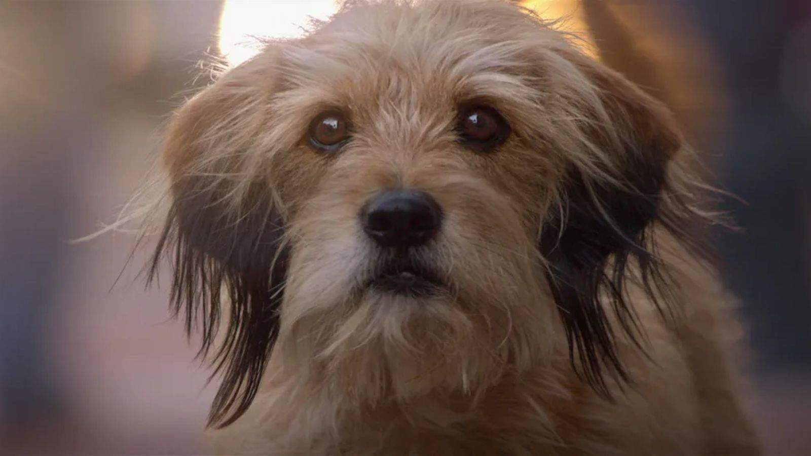 <p><span>The original “Benji” film features a stray dog who becomes a local hero when he helps rescue two kidnapped children. It’s a story of courage, love, and the incredible things dogs can do when motivated by their bonds with humans. Benji’s bravery and loyalty will inspire and entertain you and your pet as you enjoy this classic together.</span></p><p><span>Watching these movies alongside your dog not only provides entertainment but strengthens the bond you share through the joy and emotional journeys these films offer.</span></p><p><b>Source:</b></p><p><a href="https://www.ranker.com/list/movies-you-can-watch-with-your-dog/michelle-nati"><b>Ranker</b></a></p><p><a href="https://www.dogster.com/lifestyle/movies-dogs-like-to-watch"><b>Dogster</b></a></p>