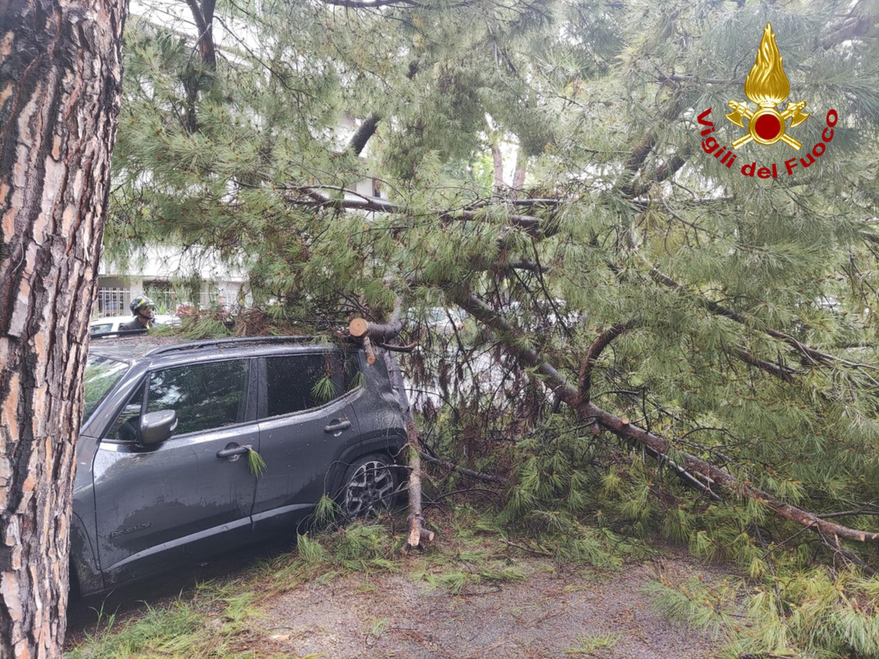 un albero cade su due auto a roma, un ferito