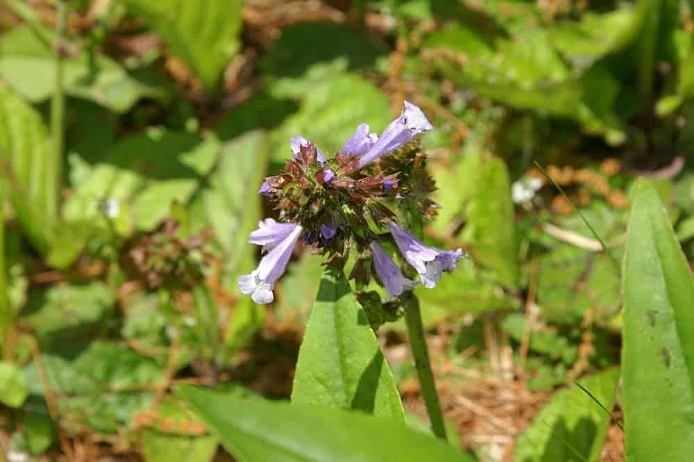 Great Shade Plants for Florida Yards