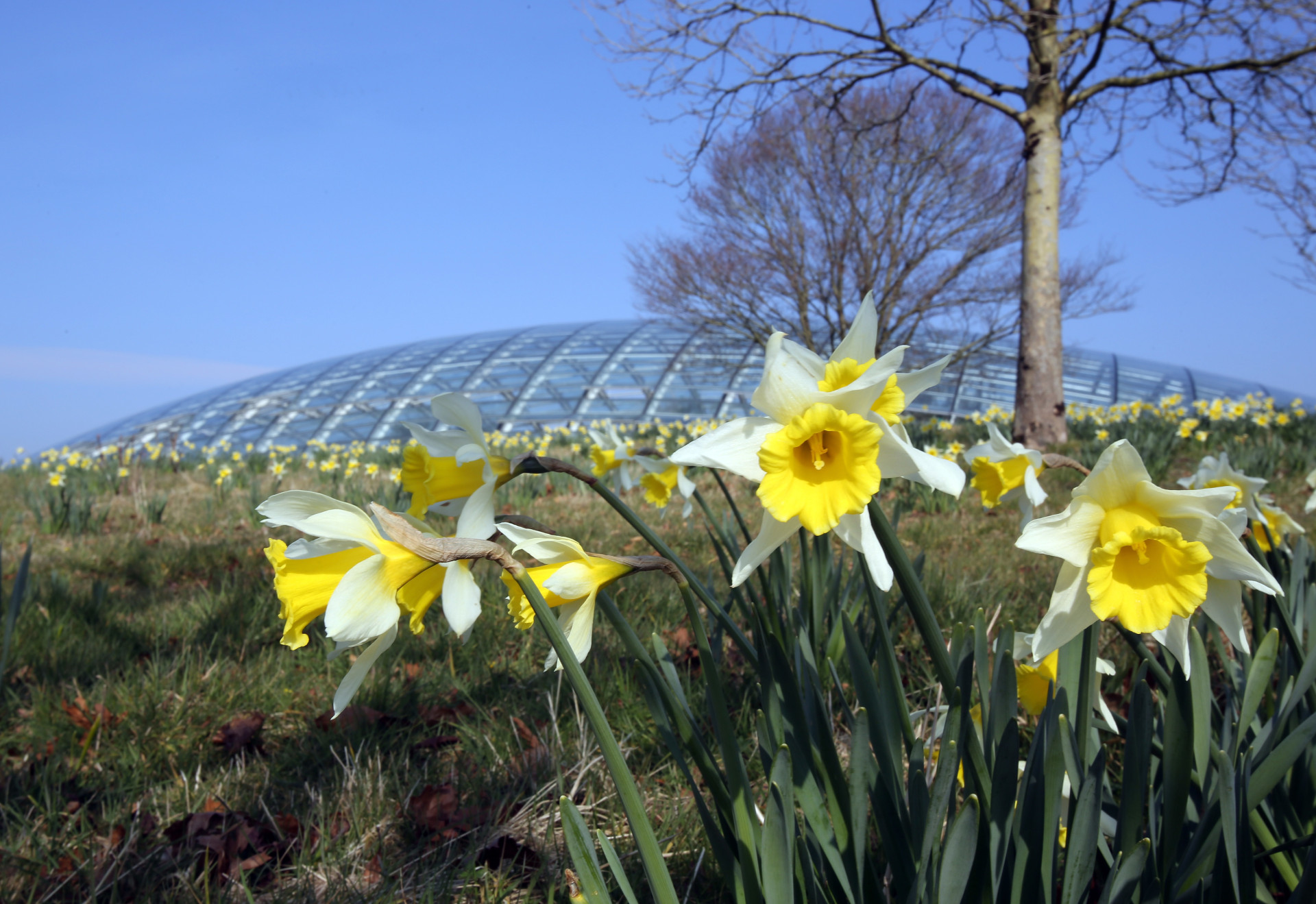 Daffodils grow in front of the Great Glasshouse at the National Botanic Garden of Wales near Carmarthen, Wales. <p>You may also like:<a href="https://www.starsinsider.com/n/434516?utm_source=msn.com&utm_medium=display&utm_campaign=referral_description&utm_content=344596v2en-us"> Vitamin D: The effects of too much and too little sunlight on human health</a></p>