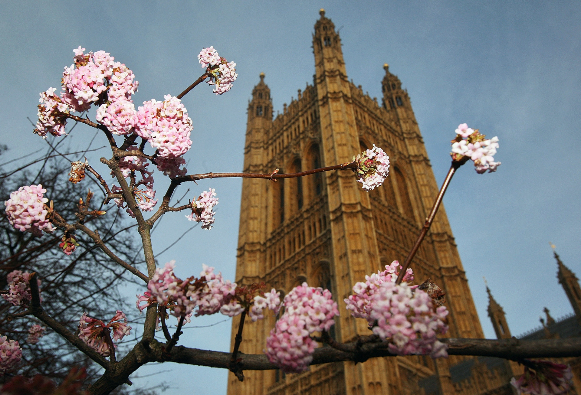 On the grounds in and around the Houses of Parliament lies an abundant display of Mount Fuji Blossoms, Weeping Cherries, and Camellias among other trees and shrubs.
