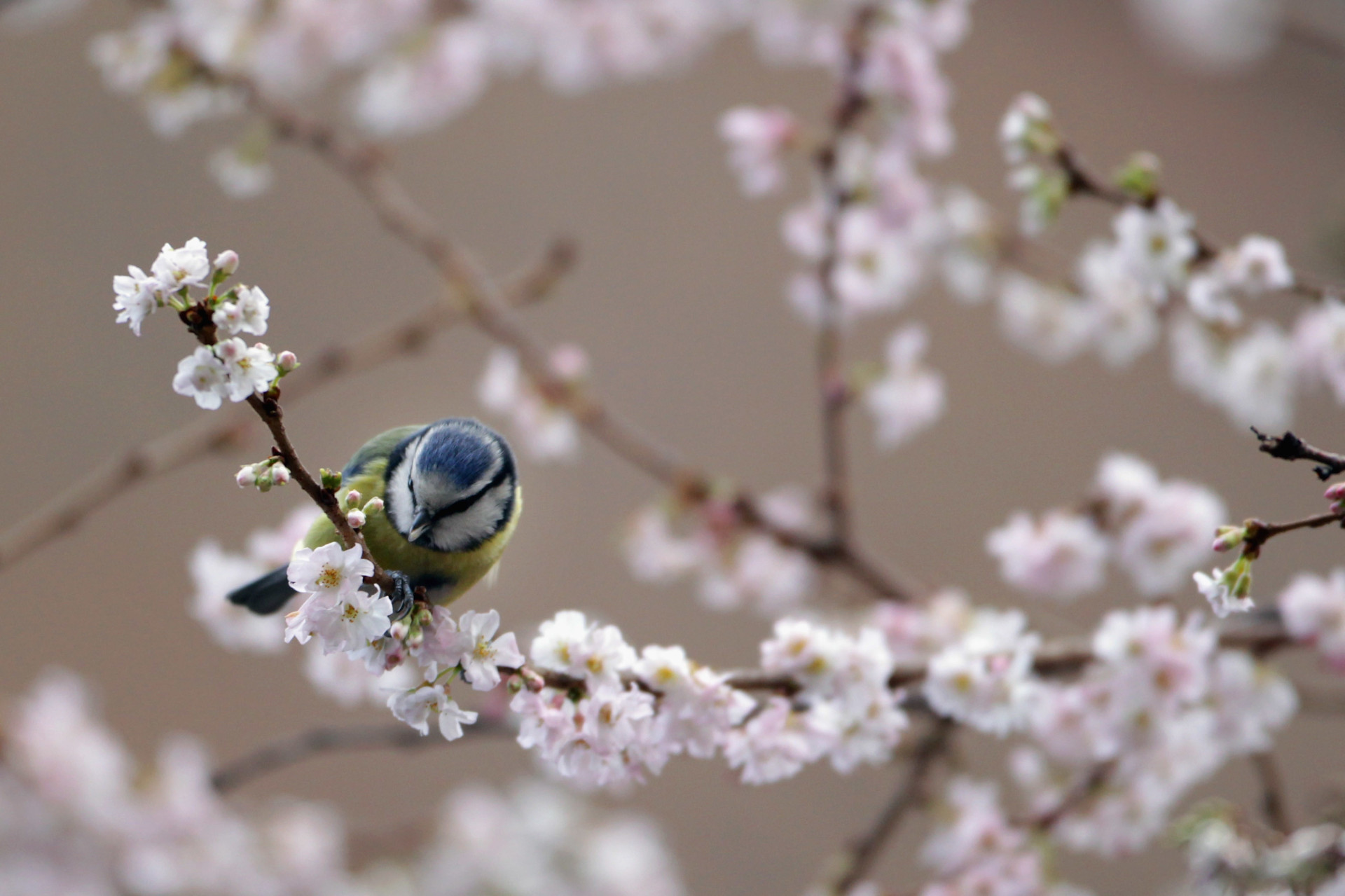 A blue tit collects early blossom petals to line its nests from a tree in Mayfair, London.<p><a href="https://www.msn.com/en-us/community/channel/vid-7xx8mnucu55yw63we9va2gwr7uihbxwc68fxqp25x6tg4ftibpra?cvid=94631541bc0f4f89bfd59158d696ad7e">Follow us and access great exclusive content every day</a></p>