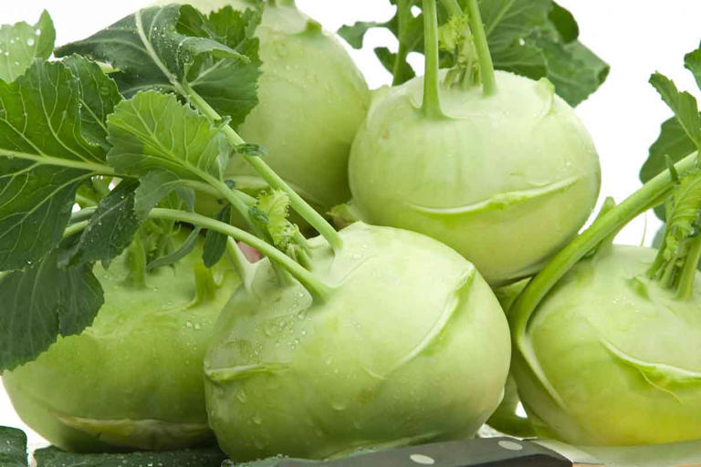 Can Dogs Eat Kohlrabi? What You Need To Know