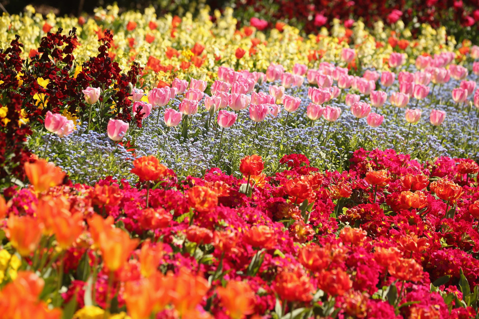 Tulips in full bloom in St James' Park as temperatures begin to rise across the UK. <p>You may also like:<a href="https://www.starsinsider.com/n/346898?utm_source=msn.com&utm_medium=display&utm_campaign=referral_description&utm_content=344596v2en-us"> The world's most extravagant sports stadiums</a></p>