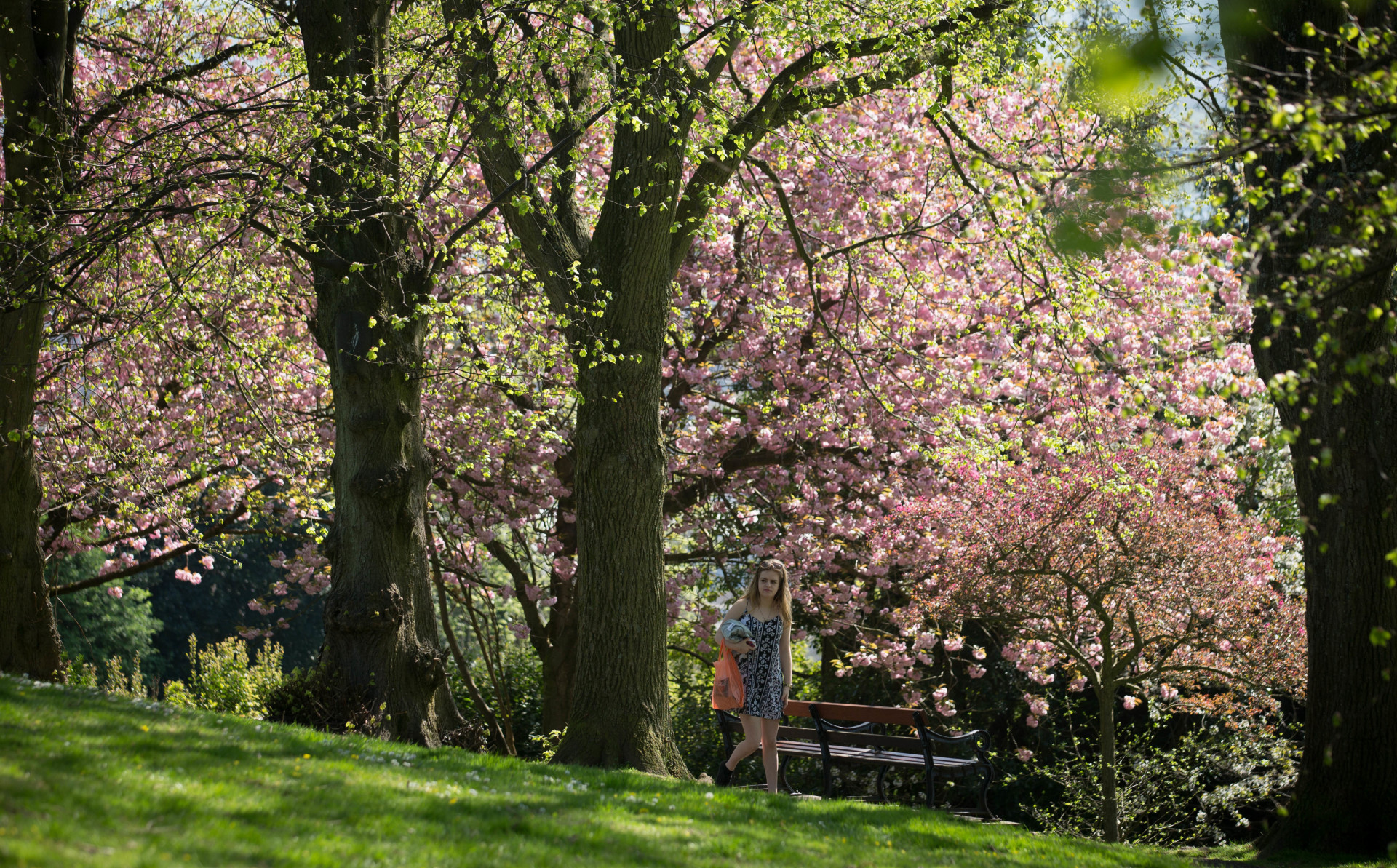 Trees in bloom in Brandon Park, Bristol.