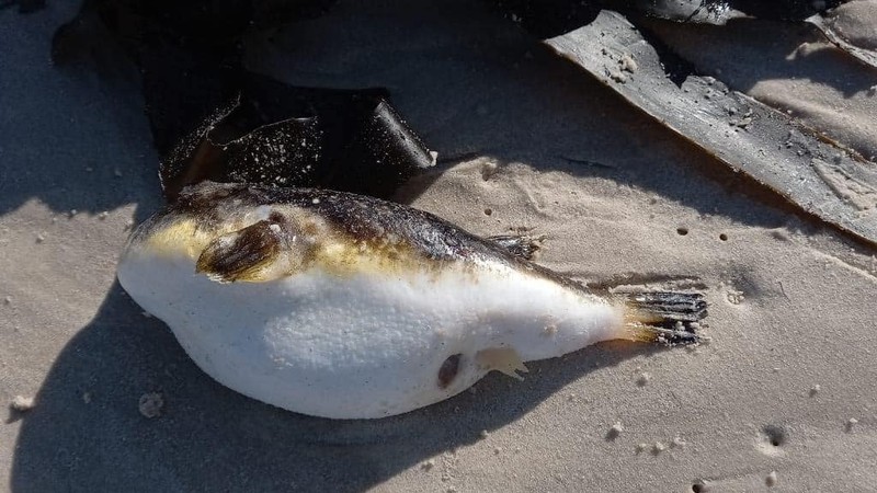 residents warned of toxic puffer fish wash up on cape town beaches
