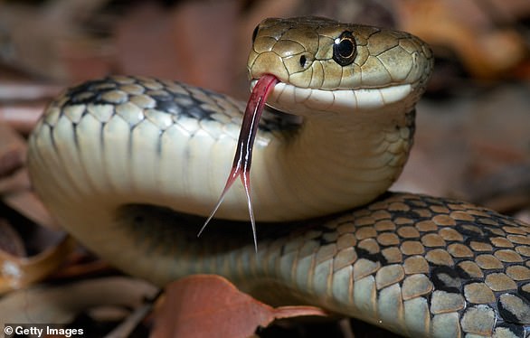 man tragically dies after being bitten by a brown snake in north queensland