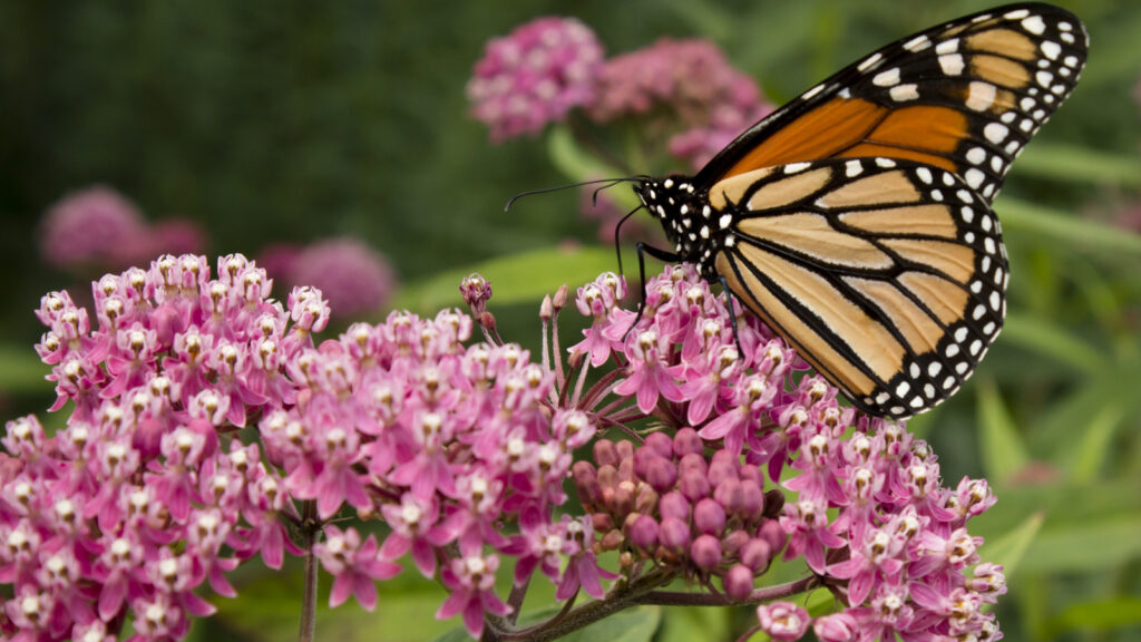 These 20 Pretty Pink Plants Will Add Bold Beauty to Your Garden