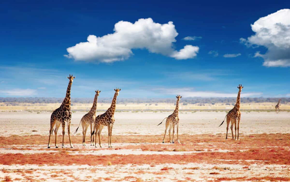 <p>The post <a href="https://www.animalsaroundtheglobe.com/namibia-its-animals-facing-another-drought-1-205022/">Namibia & Its Animals Facing Another Drought</a> appeared first on <a href="https://www.animalsaroundtheglobe.com">Animals Around The Globe</a>.</p> <ul>   <li><a href="https://www.animalsaroundtheglobe.com/triumphs-conservation-animals-comeback-2024-1-167791/">Triumphs of Conservation: Animals Making a Comeback in 2024</a></li>   <li><a href="https://www.animalsaroundtheglobe.com/meet-the-man-who-survived-a-tiger-attack-helicopter-crash-and-malaria-14-times-john-varty-1-190938/">Meet the Man Who Survived a Tiger Attack, Helicopter Crash, and Malaria 14 Times – John Varty</a></li>   <li><a href="https://www.animalsaroundtheglobe.com/the-ames-foundation-and-their-fight-against-rhino-poaching-1-174968/">The AMES Foundation and Their Fight Against Rhino Poaching</a></li>  </ul> <p>If you appreciated this article on the drought in <a href="https://visitnamibia.com.na/">Namibia</a>, you might enjoy these articles too: </p> <p>The suffering of the animals and wildlife due to the drought is heartbreaking, and knowing the pain it causes to their caretakers is just as devastating. We feel it is our responsibility towards nature to bring this issue to light and hope that those reading can aid those animals in need.</p>           Sharks, lions, tigers, as well as all about cats & dogs!           <a href='https://www.msn.com/en-us/channel/source/Animals%20Around%20The%20Globe%20US/sr-vid-ryujycftmyx7d7tmb5trkya28raxe6r56iuty5739ky2rf5d5wws?ocid=anaheim-ntp-following&cvid=1ff21e393be1475a8b3dd9a83a86b8df&ei=10'>           Click here to get to the Animals Around The Globe profile page</a><b> and hit "Follow" to never miss out.</b>