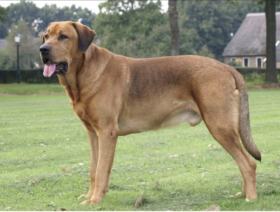 10 Dog Breeds RARELY Seen Outside Their Native Countries