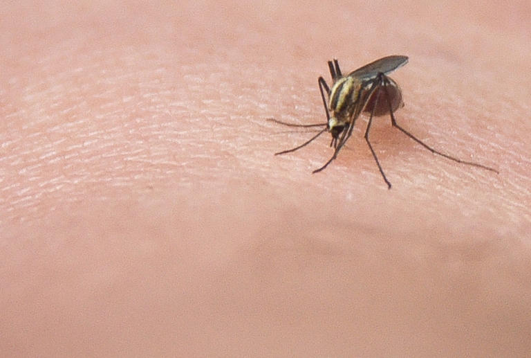 A mosquito sucks blood from its host's ankle Thursday, July 8, 2021.
