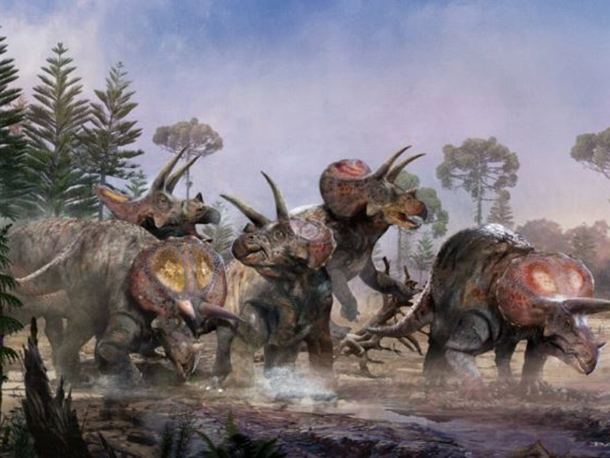 ¡steven spielberg tenía razón! ciencia confirma que triceratops vivían en manadas