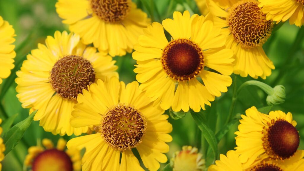 6. Sneezeweed