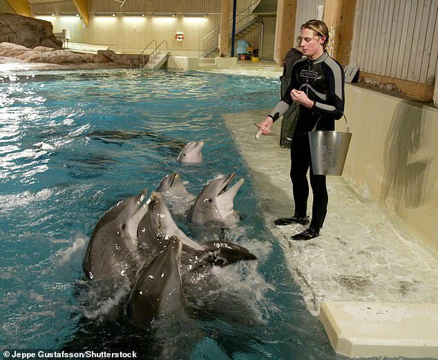 Anger as 40-year-old dolphin chokes to death on fake seaweed placed in its  enclosure to 'enrich' its environment at Swedish wildlife park