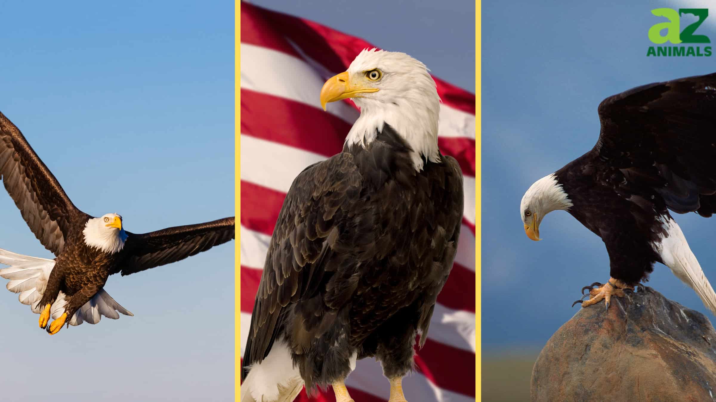 The U.S. States With the Highest Populations of Bald Eagles