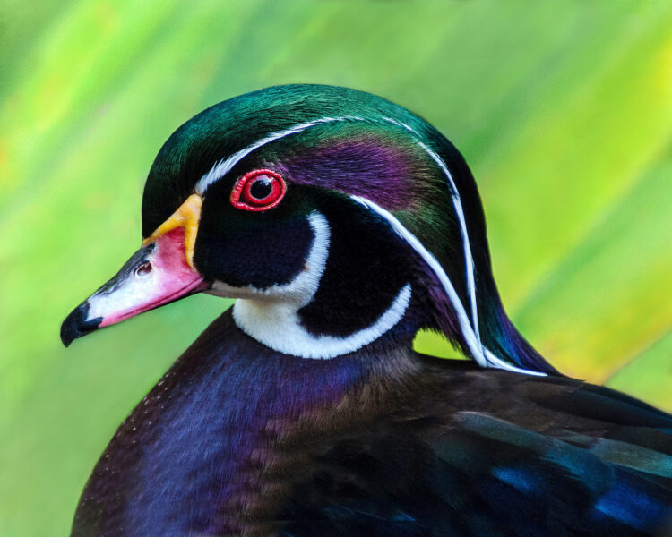 10 Facts About Wood Duck