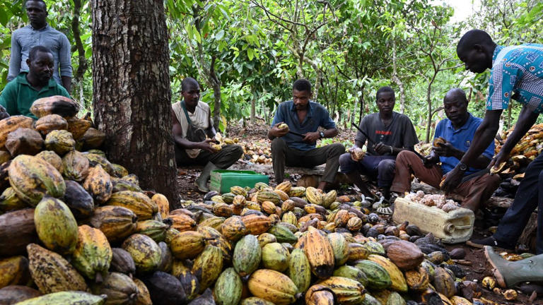 Boom del cacao nocivo per i tassi di interesse