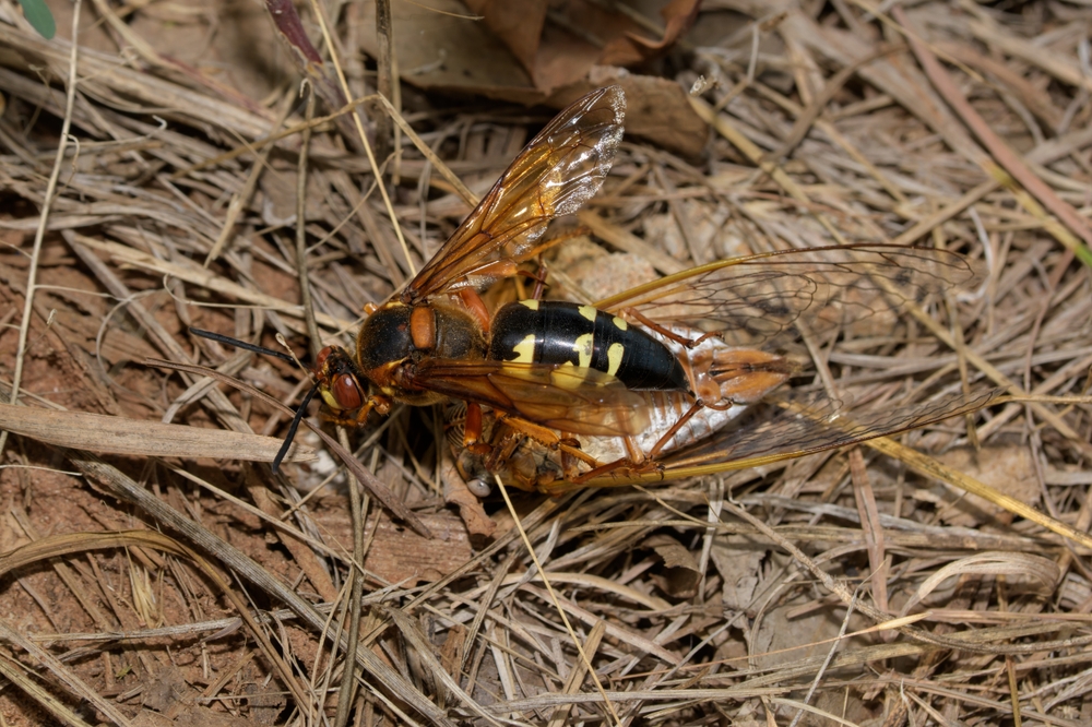 Giant Cicada-Killing Wasps Will Descend This Summer