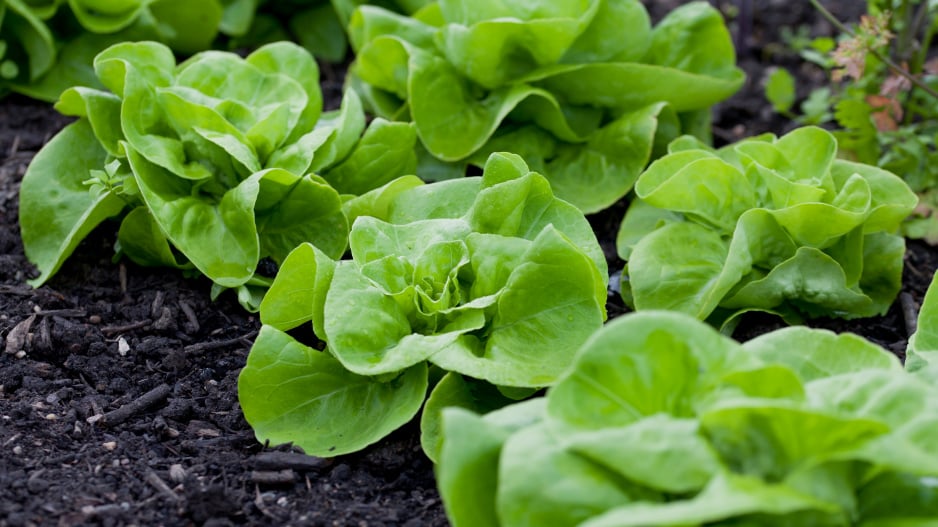 jak si usnadnit výsev salátu a mít větší sklizeň této listové zeleniny: stačí mu dopřát to, co vyžaduje