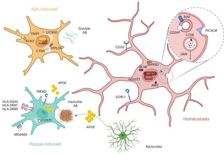 Understanding the role of microglia in Alzheimer's disease