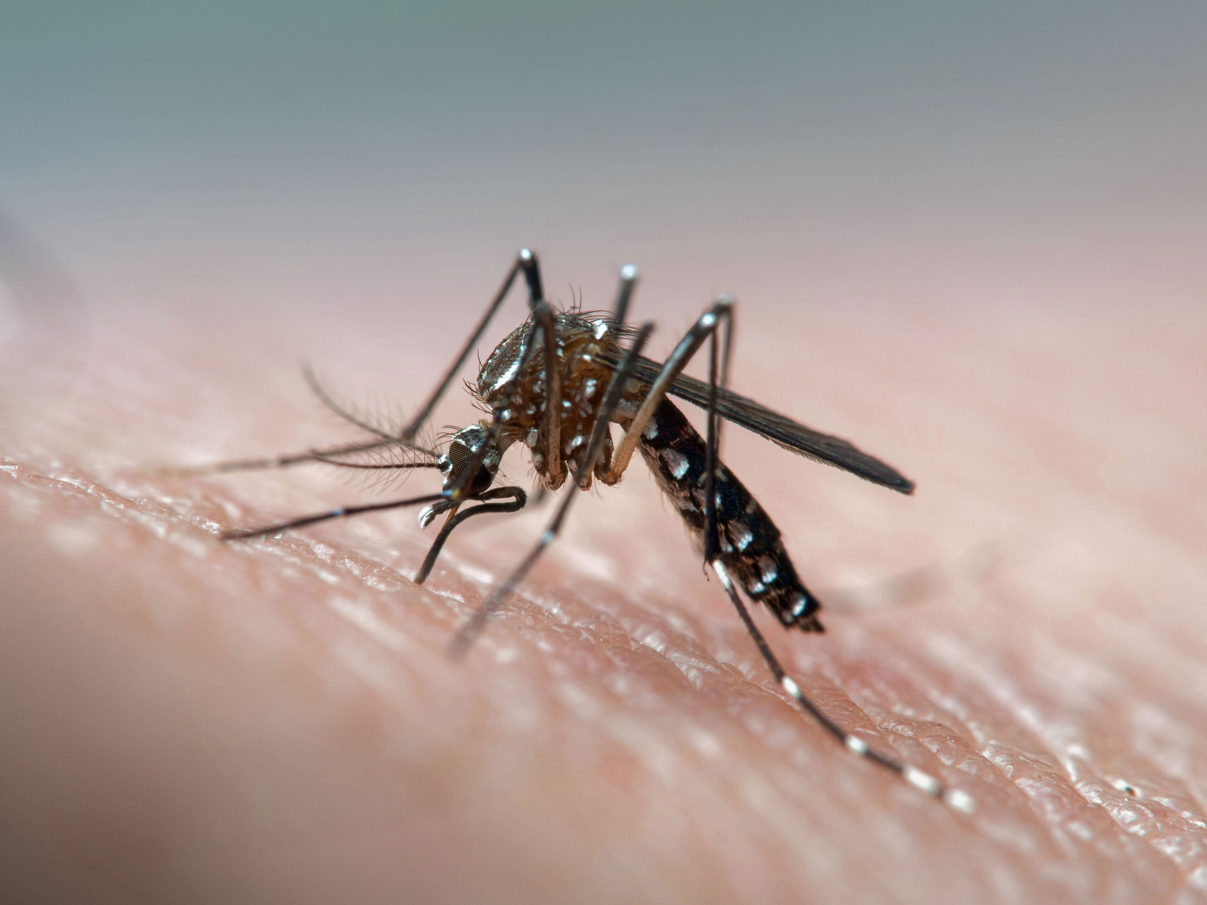 ministerio de salud reporta 135 casos de dengue en el país: todos los casos son importados