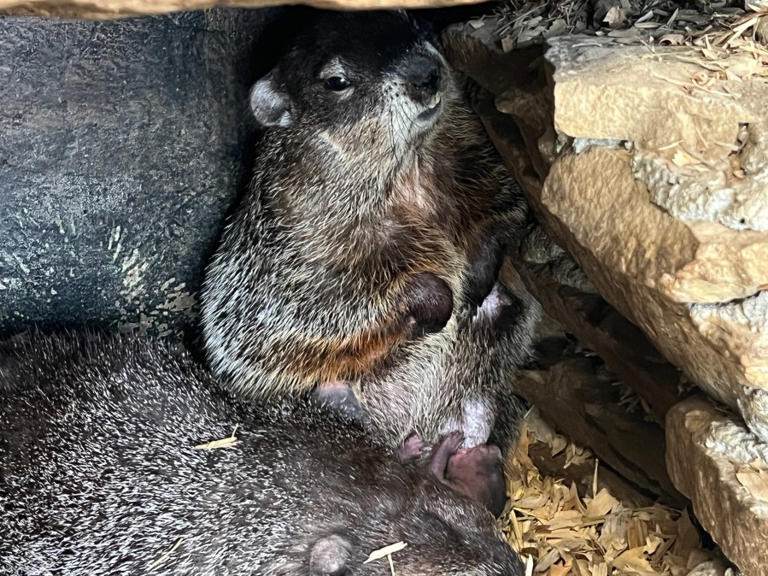 EXCLUSIVE: Punxsutawney Phil surprises, starts family with 2 baby groundhogs