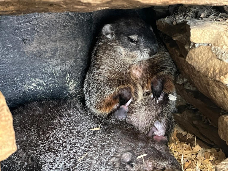 Surprise! Punxsutawney Phil is a new dad after wife Phyliss has 2 baby