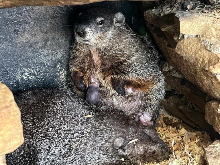 Surprise! Punxsutawney Phil is a new dad after wife Phyliss has 2 baby