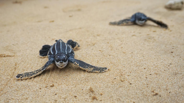 Migrating Turtles Caught 'Stopping for Snacks' Along US East Coast